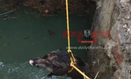 கிணற்றில் விழுந்து தத்தளித்த காட்டுப்பன்றி