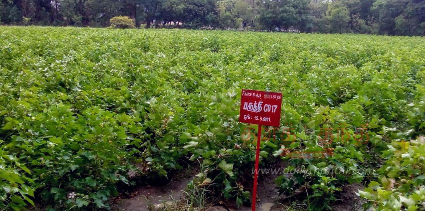 cotton cultivation fertilize methods பருத்தி சாகுபடியில் அதிக மகசூல்