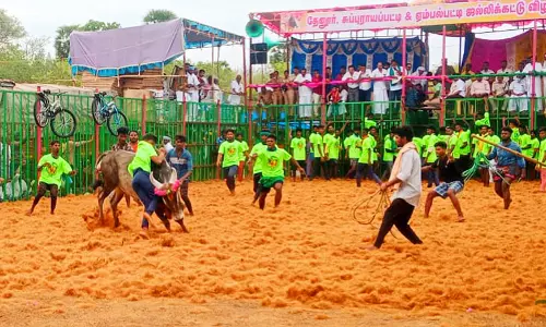 சீறிப்பாய்ந்த காளைகள் முட்டியதில் 14 பேர் காயம் சீறிப்பாய்ந்த காளைகள் முட்டியதில் 14 பேர் காயம்