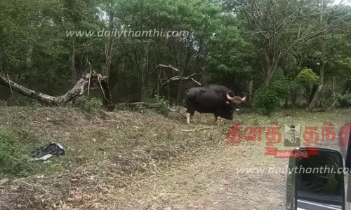ஆசனூர் அருகே சாலையோரத்தில் உலா வந்த காட்டெருமை
