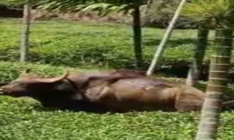 சேற்றில் சிக்கிய காட்டெருமை மீட்பு