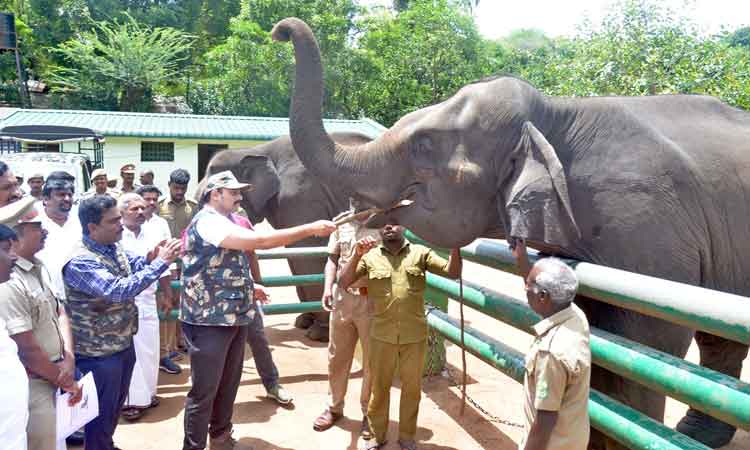 வளர்ப்பு யானைகள் முகாமில் ஆய்வு:மலைக்கிராமங்களுக்கு மின்சாரம் கிடைக்க வனத்துைற தடையாக இருக்காது-அமைச்சர் மதிவேந்தன் தகவல்