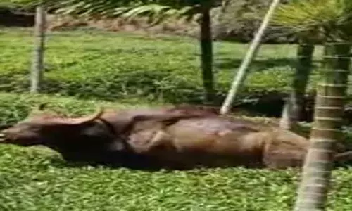 சேற்றில் சிக்கிய காட்டெருமை மீட்பு சேற்றில் சிக்கிய காட்டெருமை மீட்பு