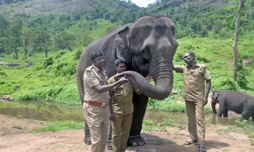 யானையின் சிறப்பை சினிமா பாடலாக பாடும் வனவர்-பணிச்சுமைக்கு மத்தியில் பாகன்கள் உற்சாகம்