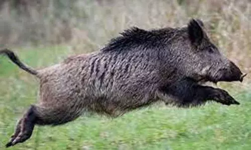 ஆனைமலை அருகே விளைநிலங்களில் புகுந்து காட்டுப்பன்றிகள் அட்டகாசம் ஆனைமலை அருகே விளைநிலங்களில் புகுந்து காட்டுப்பன்றிகள் அட்டகாசம்