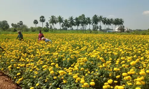 பூக்கள் விலை கிடுகிடு உயர்வு