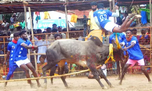 வடமாடு மஞ்சுவிரட்டு வடமாடு மஞ்சுவிரட்டு