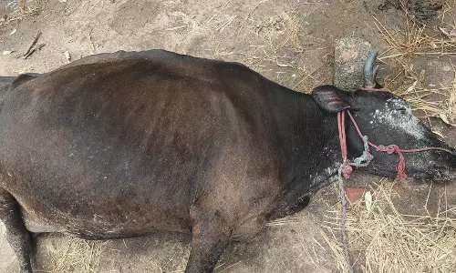 மின்னல் தாக்கி பசுமாடு செத்தது