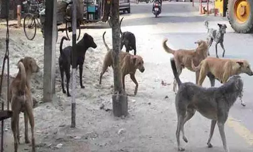 நாய்கள் தொல்லையால் பொதுமக்கள் அவதி நாய்கள் தொல்லையால் பொதுமக்கள் அவதி