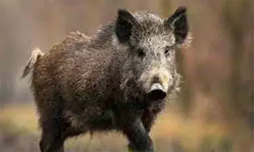 காட்டுப்பன்றிகளால் பயிர்கள் சேதம்