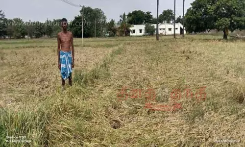 கோடை மழைக்கு நெற்பயிர்கள் சேதம் கோடை மழைக்கு நெற்பயிர்கள் சேதம்