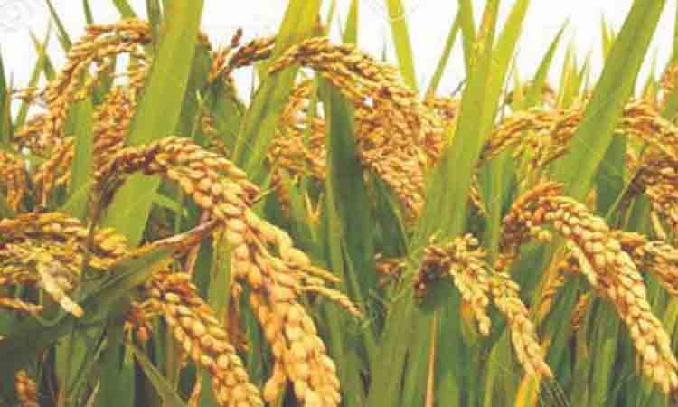 ஒவ்வொரு பட்டத்திற்கும் சாகுபடி செய்ய உகந்த பயிர்கள்