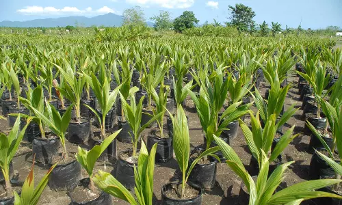 புதிதாக தென்னை நடவு செய்யும் விவசாயிகளுக்கு மானியம்