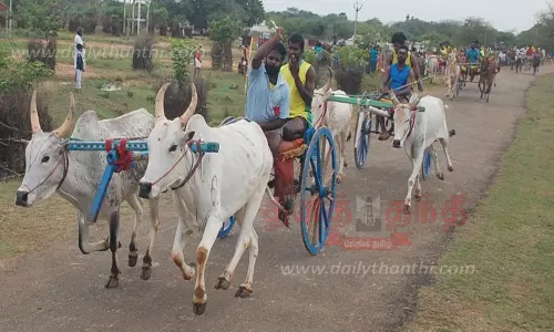 கல்லல், காரைக்குடி பகுதியில் கோவில் விழாவையொட்டி மாட்டு வண்டி பந்தயம்