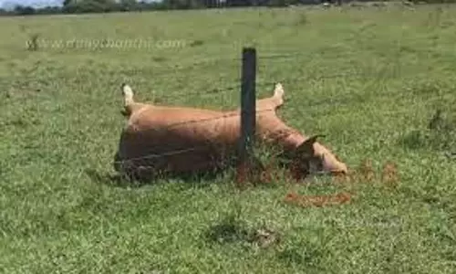 மின்னல் தாக்கி பசு மாடு பலி