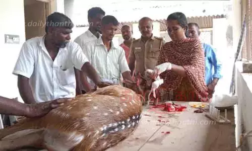 ஊருக்குள் புகுந்த மானை தெருநாய்கள் துரத்தியதால் காயம்