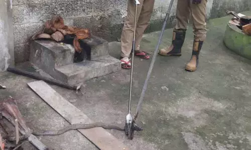 வலையில் சிக்கிய பாம்பு பிடிபட்டது