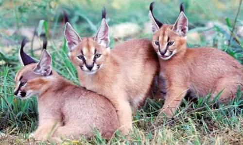 வேட்டைக்கு பயன்படுத்தப்பட்ட கறகால் பூனைகள் வேட்டைக்கு பயன்படுத்தப்பட்ட கறகால் பூனைகள்