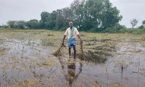 அறுவடைக்கு தயாராக இருந்த 600 ஏக்கர் நெற்பயிர்கள் சேதம் அறுவடைக்கு தயாராக இருந்த 600 ஏக்கர் நெற்பயிர்கள் சேதம்
