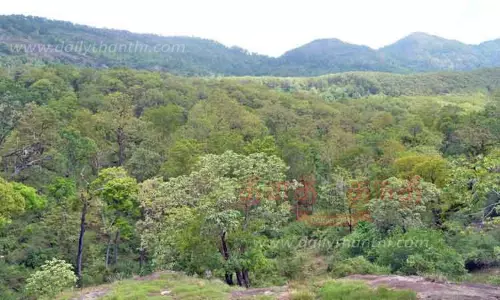 தொடர் மழையால் பசுமைக்கு திரும்பிய வனப்பகுதி தொடர் மழையால் பசுமைக்கு திரும்பிய வனப்பகுதி