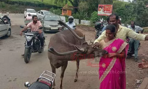 நகருக்குள் வந்த கடமானை ரசித்த சுற்றுலா பயணிகள் நகருக்குள் வந்த கடமானை ரசித்த சுற்றுலா பயணிகள்