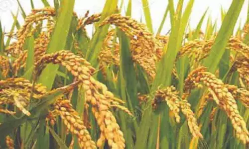 தரமான விதை இல்லையென்றால் மகசூல் பாதிக்கும்