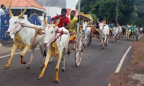 கோவில் திருவிழாவையொட்டி மாட்டுவண்டி பந்தயம் கோவில் திருவிழாவையொட்டி மாட்டுவண்டி பந்தயம்