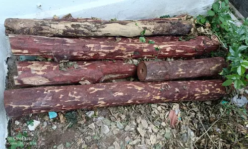 வீட்டில் மறைத்து வைத்த செம்மரக்கட்டைகள் வீட்டில் மறைத்து வைத்த செம்மரக்கட்டைகள்