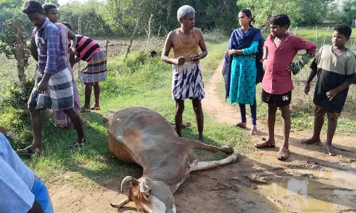 அறுந்து கிடந்த மின்கம்பியை மிதித்த கறவை மாடு பலி