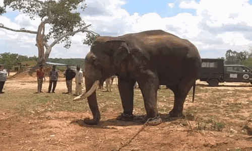 மைசூரு தசரா விழாவில் தங்க அம்பாரியை சுமந்த பலராமா யானை உயிரிழப்பு: அரசு மரியாதையுடன் உடல் அடக்கம்