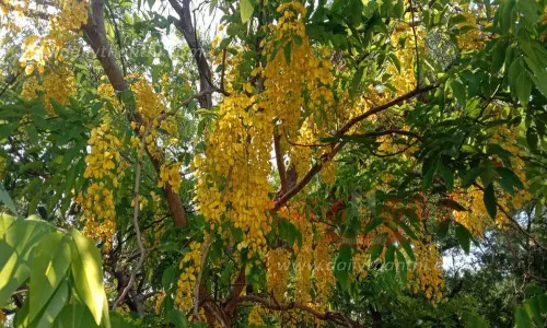 பூத்துக்குலுங்கும் கொன்றை மலர்கள்