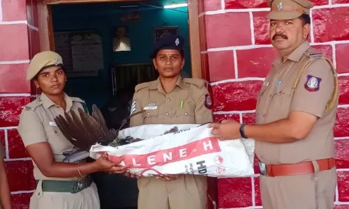 ரெயிலில் அடிபட்டு மயில் சாவு