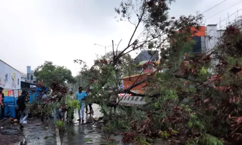 தேனியில் பலத்த மழை:சாலையில் வேரோடு சாய்ந்த மரம்:பெண் காயம்