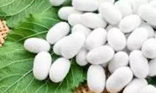 தர்மபுரி ஏல அங்காடியில்பட்டுக் கூடுகள் விலை குறைந்தது