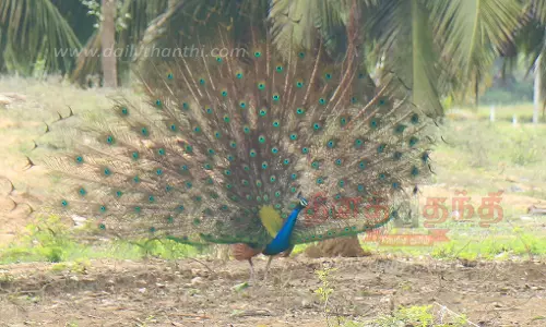 நீள தோகை விரித்தாடிய நீலமயில்