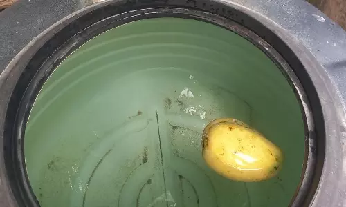 கார்பைடு கல் வைத்து பழுக்க வைக்கப்படும் மாம்பழங்களை பறிமுதல் செய்ய வேண்டும் கார்பைடு கல் வைத்து பழுக்க வைக்கப்படும் மாம்பழங்களை பறிமுதல் செய்ய வேண்டும்