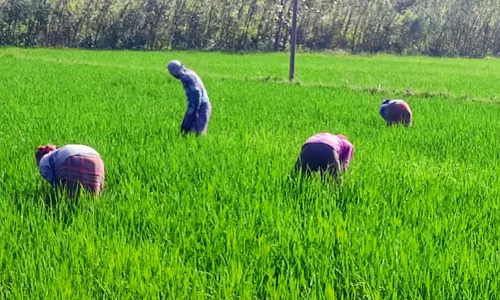 களை எடுக்கும் பணியில் வட மாநில தொழிலாளர்கள்