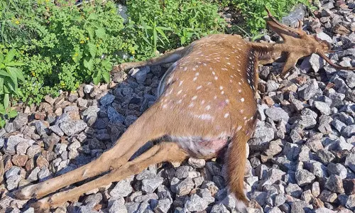 ரெயிலில் அடிபட்டு மேலும் ஒரு மான் பலி