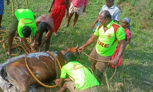 கிணற்றில் விழுந்த பசுமாடுகள் உயிருடன் மீட்பு
