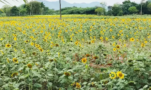 பூத்துக்குலுங்கும் சூரியகாந்தி பூக்கள்