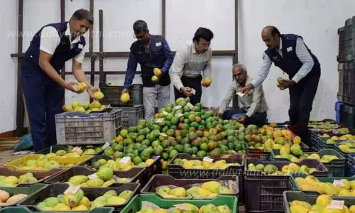 ரசாயன முறையில் பழுக்க வைத்த 25 டன் பழங்கள் பறிமுதல்