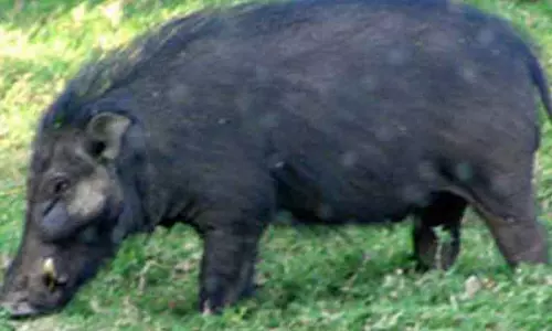 கிணற்றில் தவறி விழுந்த காட்டு பன்றி மீட்பு