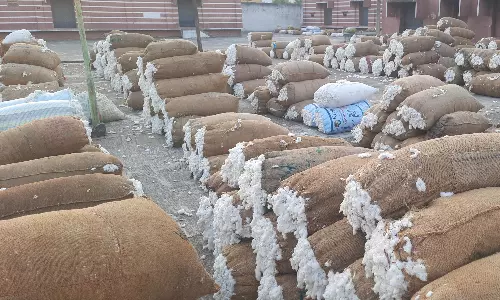 ரூ.20 லட்சத்துக்கு பருத்தி விற்பனை ரூ.20 லட்சத்துக்கு பருத்தி விற்பனை