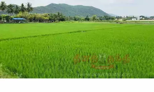 பச்சை பசேலென்று காட்சியளிக்கும் நெற்பயிர்கள்