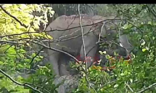 மலை அடிவாரத்தில் யானை உலா மலை அடிவாரத்தில் யானை உலா