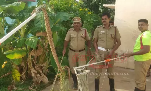 கண்ணாடி விரியன் பாம்பு பிடிபட்டது கண்ணாடி விரியன் பாம்பு பிடிபட்டது