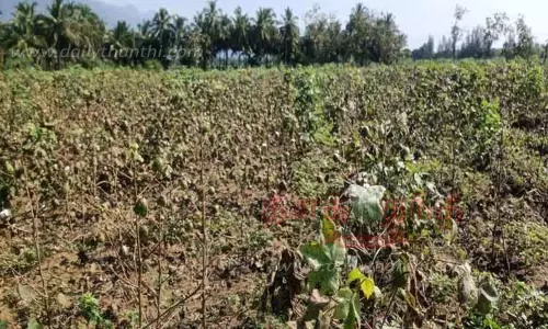 கோடை மழையால் பருத்திகள் கருகின கோடை மழையால் பருத்திகள் கருகின