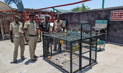 குரங்குகளை கூண்டு வைத்து பிடிக்க நடவடிக்கை