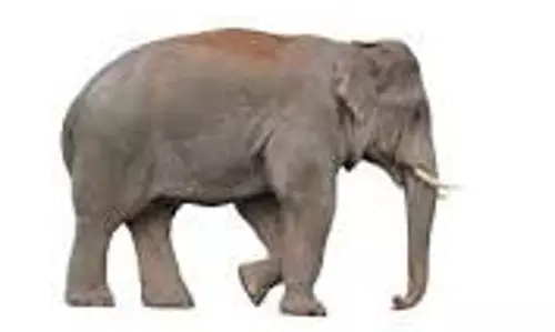 தர்மபுரி வனக்கோட்டத்தில் யானைகள் கணக்கெடுப்பு பணி17-ந் தேதி முதல் 3 நாட்கள் நடக்கிறது