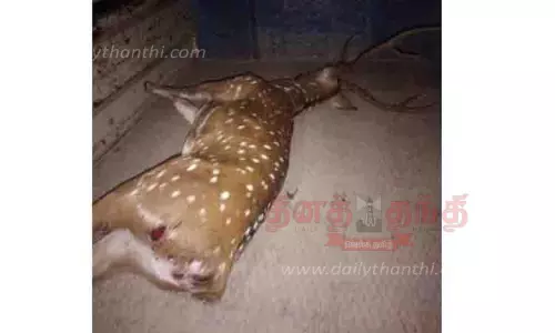 தெருநாய்கள் கடித்து குதறியதில் மான் பலி